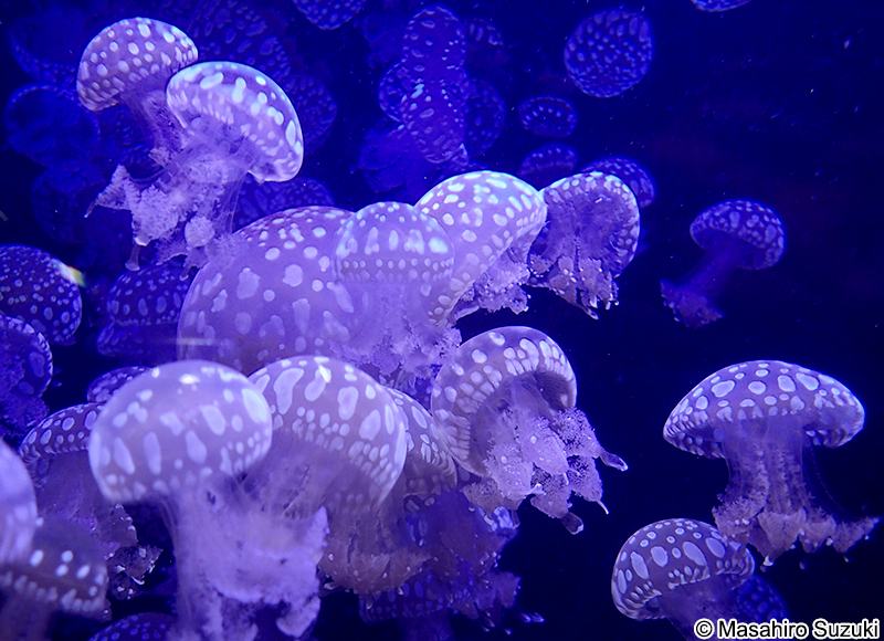 タコクラゲ Mastigias papua