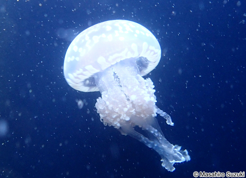 タコクラゲ Mastigias papua