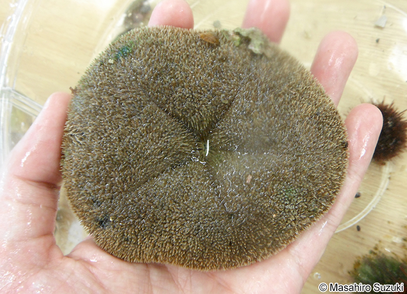 タコノマクラ Clypeaster japonicus