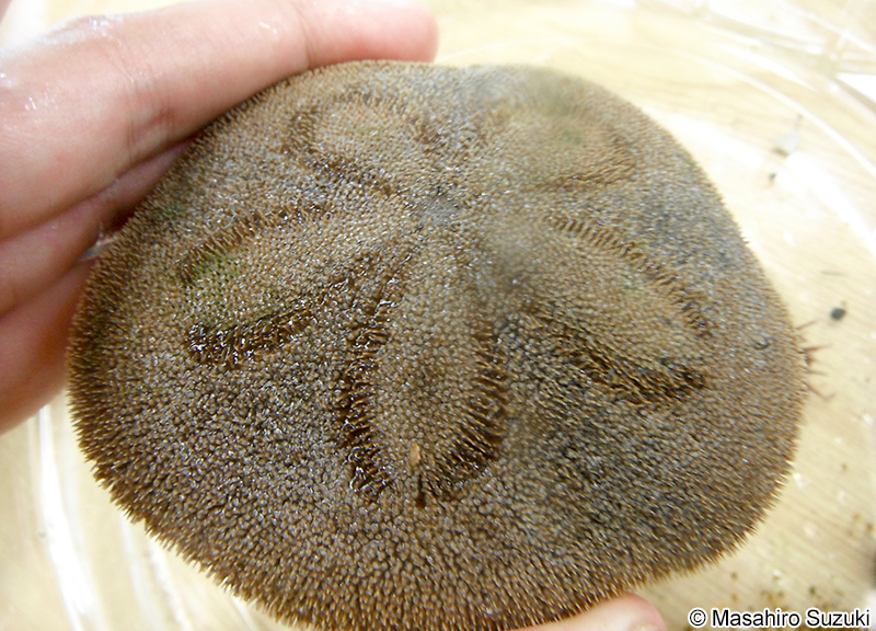 タコノマクラ Clypeaster japonicus