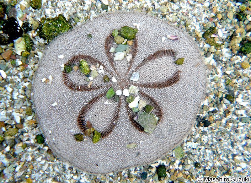 タコノマクラ Clypeaster japonicus