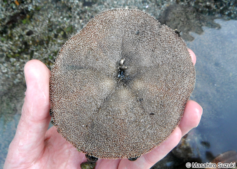 タコノマクラ Clypeaster japonicus