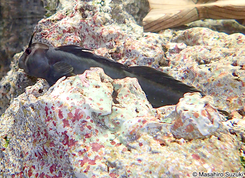 タマカエルウオ Alticus montanoi