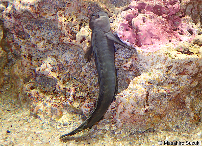 タマカエルウオ Alticus montanoi