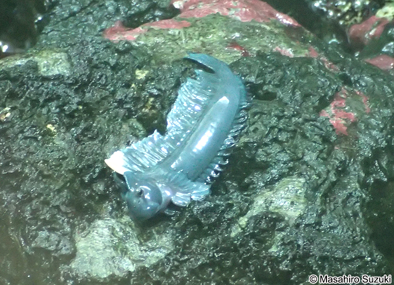 タマカエルウオ Alticus montanoi