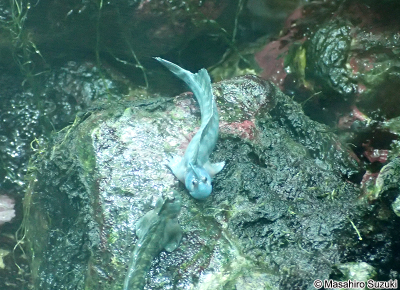 タマカエルウオ Alticus montanoi