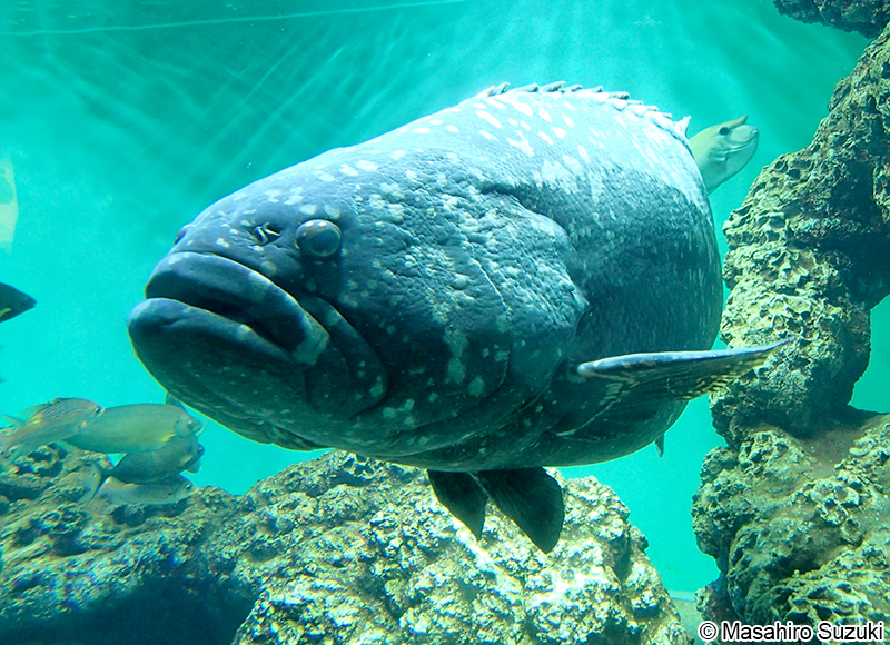 タマカイ Epinephelus lanceolatus