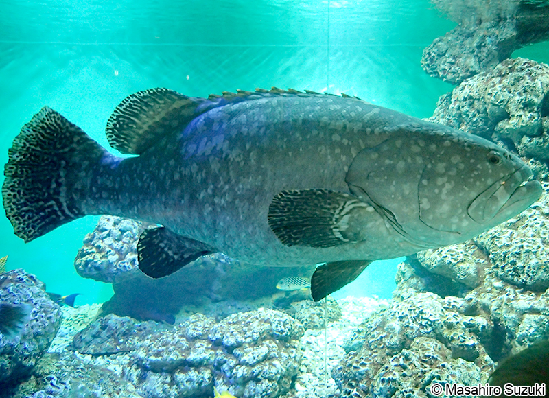 タマカイ Epinephelus lanceolatus