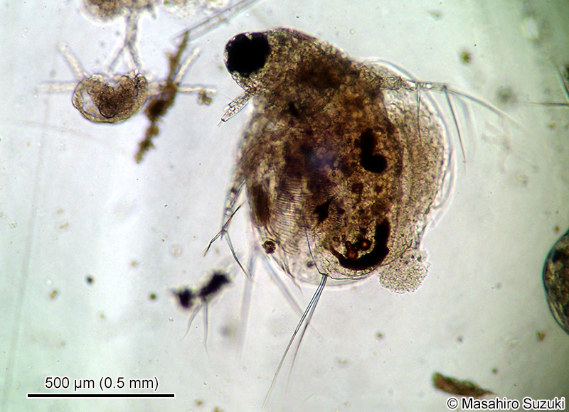 タマミジンコ Moina