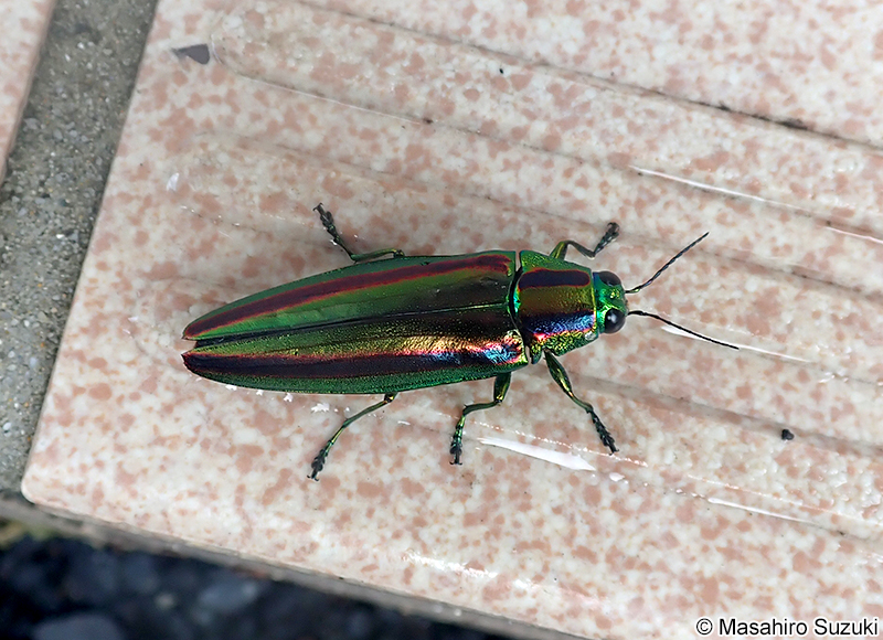 タマムシ Chrysochroa fulgidissima