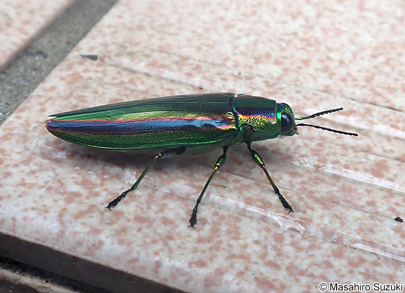 タマムシ Chrysochroa fulgidissima