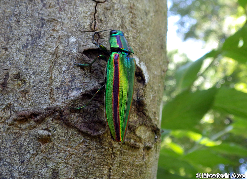タマムシ Chrysochroa fulgidissima