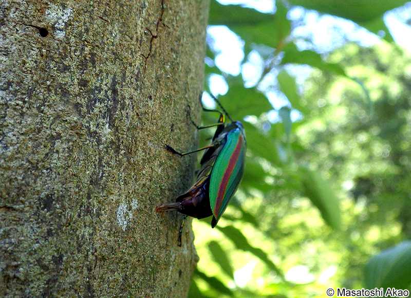 タマムシの産卵