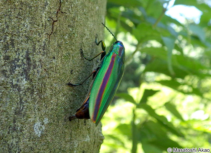 タマムシの産卵