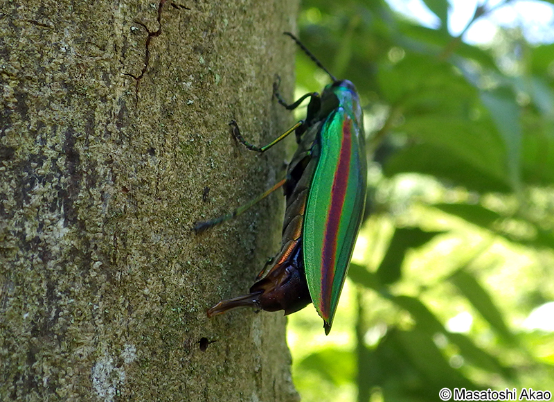 タマムシの産卵