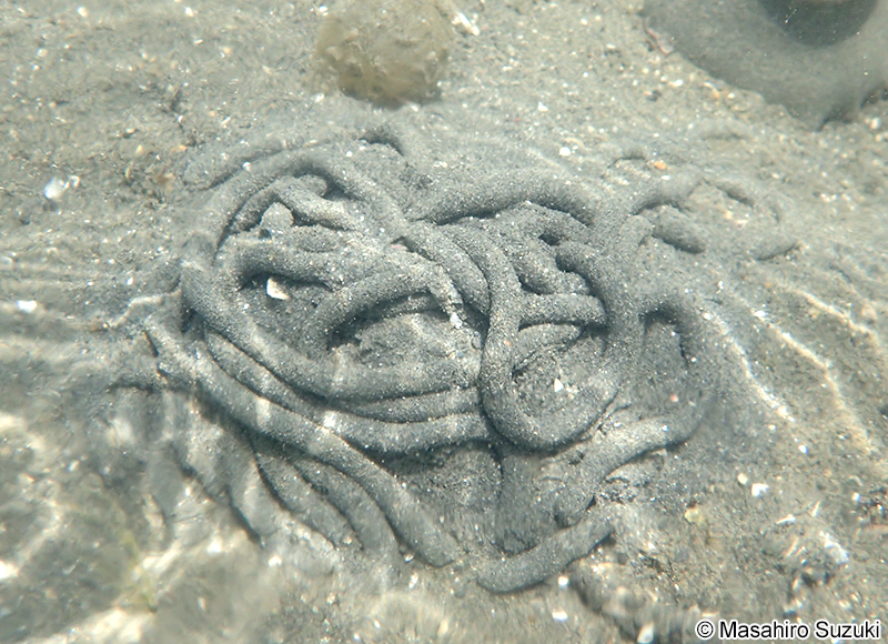 タマシキゴカイ Arenicola brasiliensis
