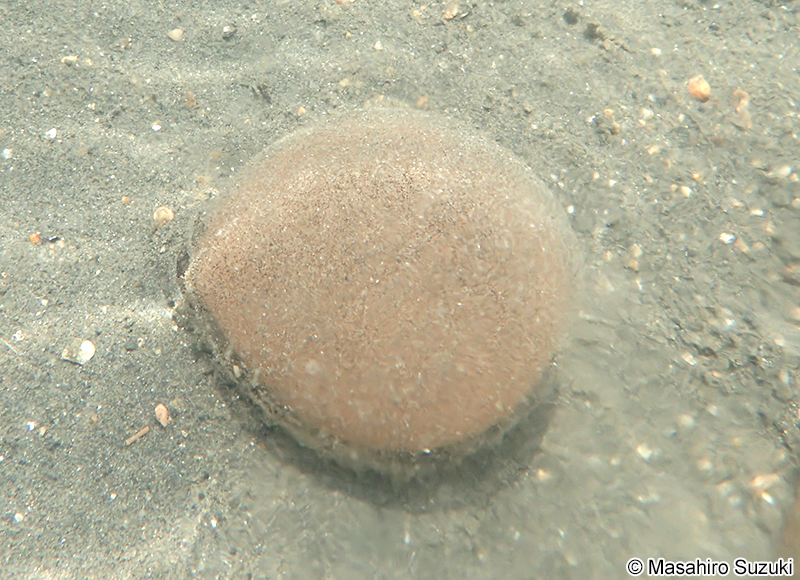 タマシキゴカイ Arenicola brasiliensis