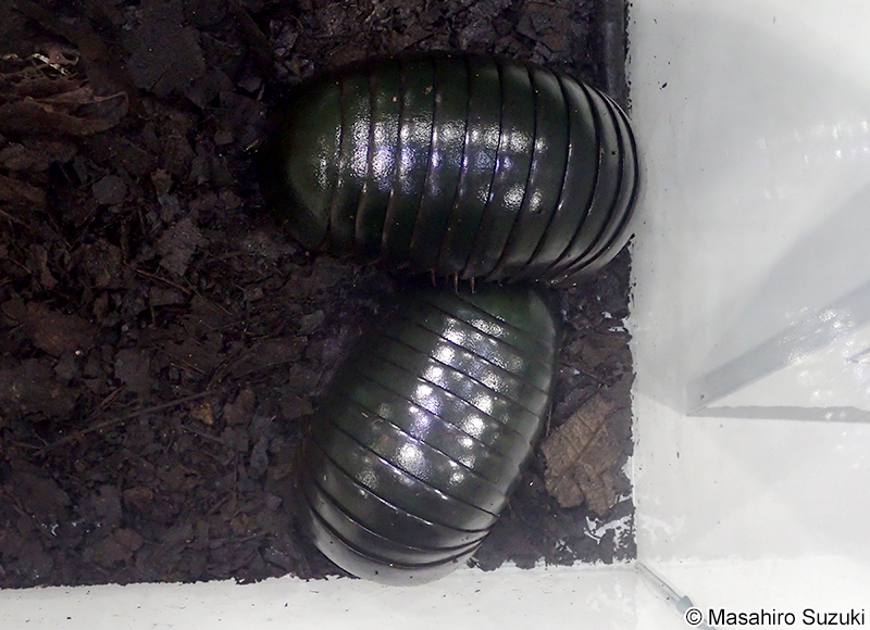 タマヤスデ（メガボール） Sphaerotherium hippocastanum