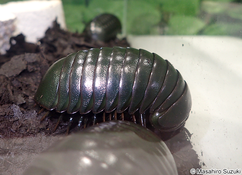 タマヤスデ（メガボール） Sphaerotherium hippocastanum