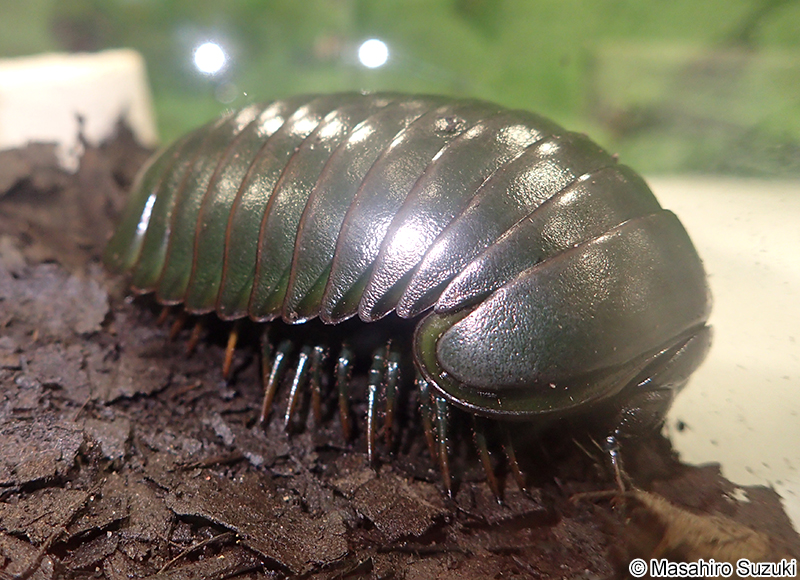 タマヤスデ（メガボール） Sphaerotherium hippocastanum