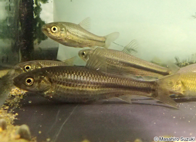 タモロコ Gnathopogon elongatus