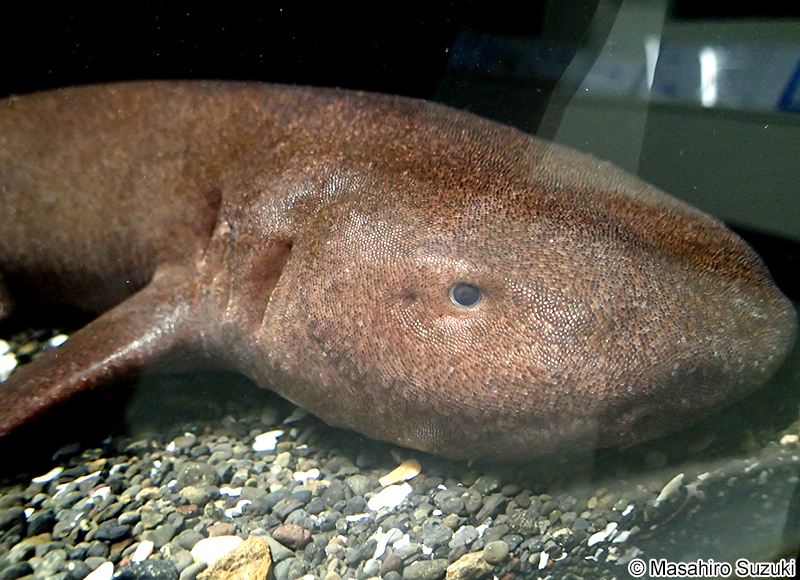 タンビコモリザメ Pseudoginglymostoma brevicaudatum
