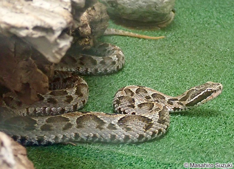 タンビマムシ Gloydius brevicaudus