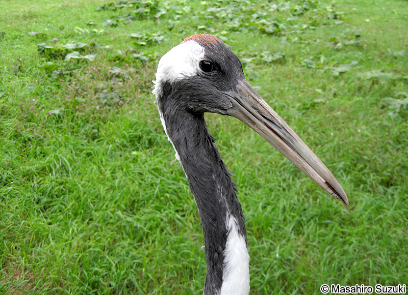 タンチョウ Grus japonensis
