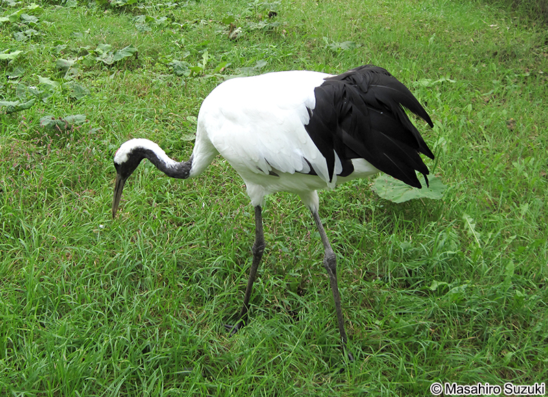 タンチョウ Grus japonensis