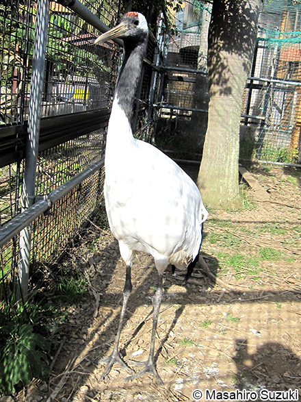タンチョウ Grus japonensis