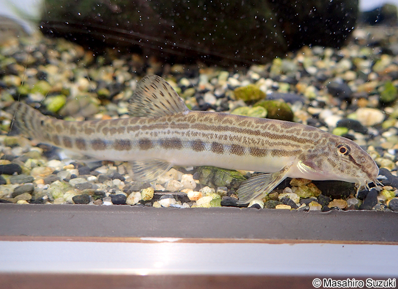タンゴスジシマドジョウ Cobitis takenoi