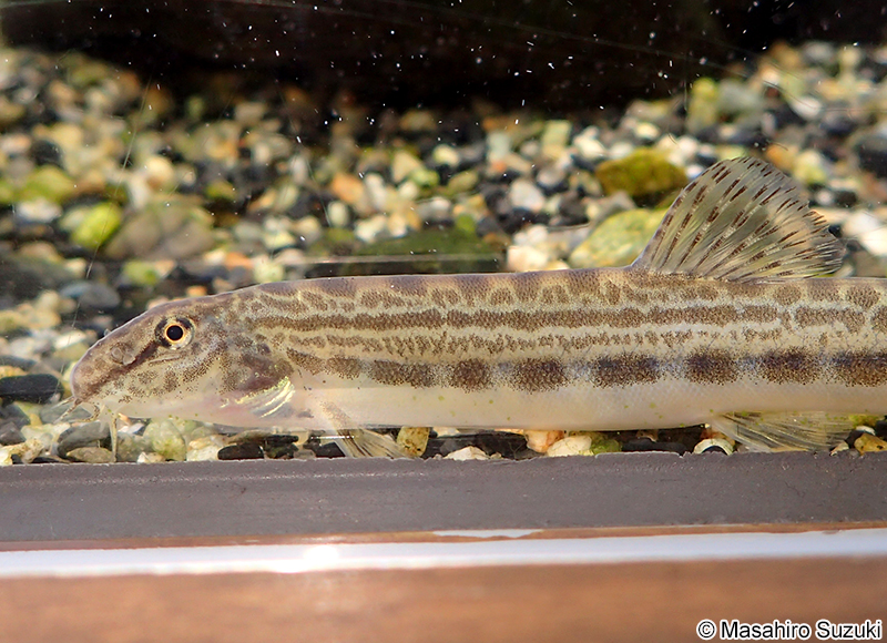 タンゴスジシマドジョウ Cobitis takenoi