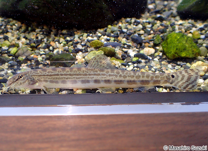タンゴスジシマドジョウ Cobitis takenoi