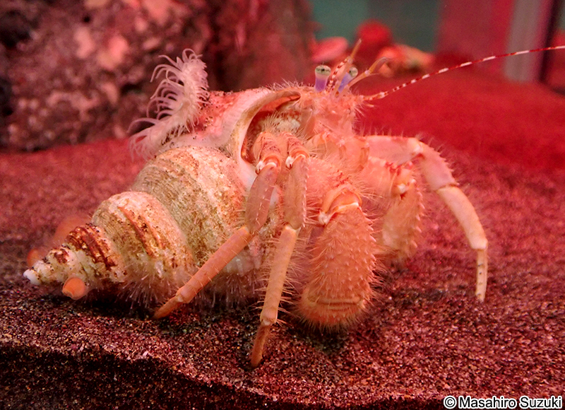 タンカクホンヤドカリ（ヨコヤホンヤドカリ） Propagurus obtusifrons