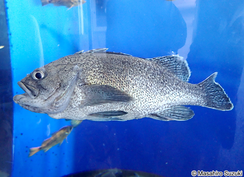 タヌキメバル Sebastes zonatus