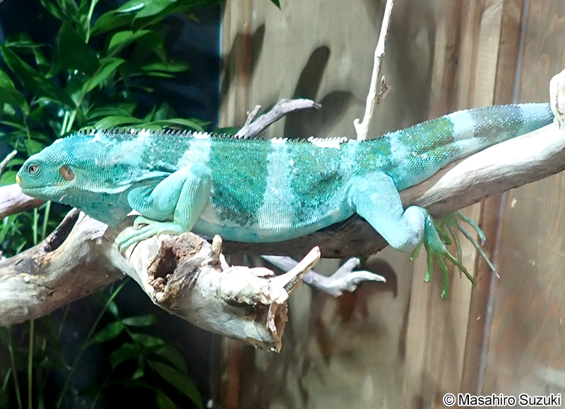 タテガミフィジーイグアナ Brachylophus vitiensis