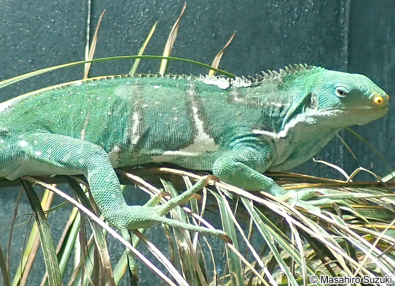 タテガミフィジーイグアナ Brachylophus vitiensis