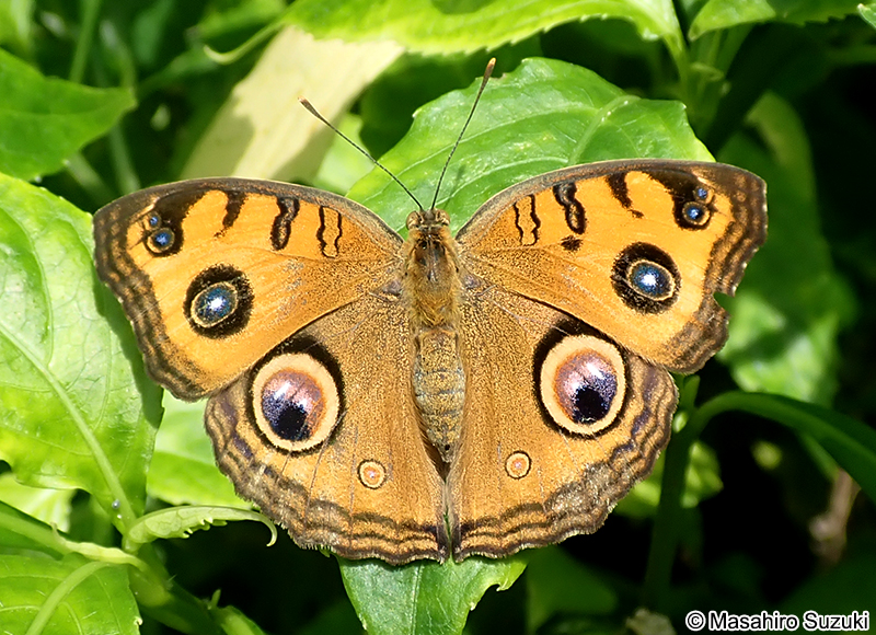 タテハモドキ Junonia almana