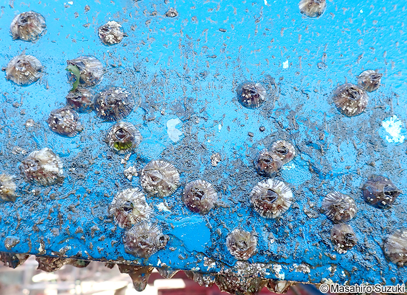 タテジマフジツボ Amphibalanus amphitrite