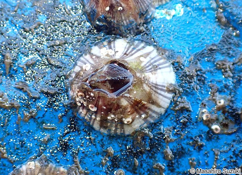タテジマフジツボ Amphibalanus amphitrite