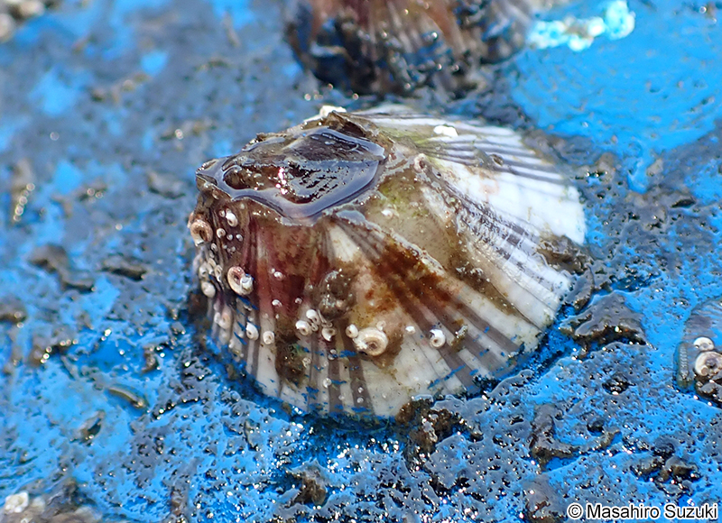 タテジマフジツボ Amphibalanus amphitrite