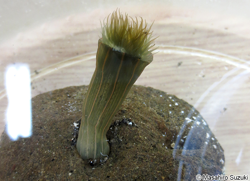 タテジマイソギンチャク Diadumene lineata