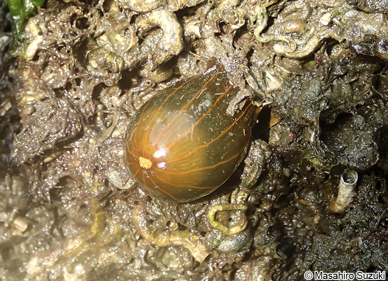 タテジマイソギンチャク Diadumene lineata