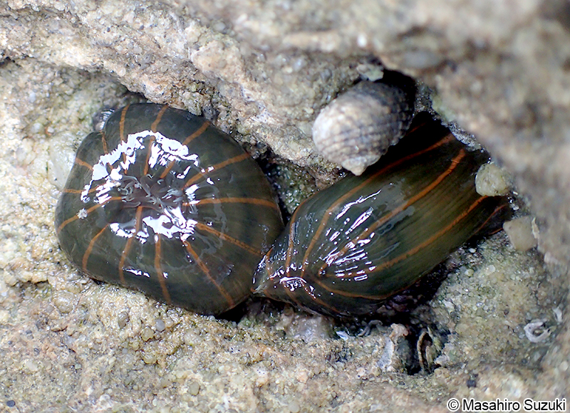 タテジマイソギンチャク Diadumene lineata