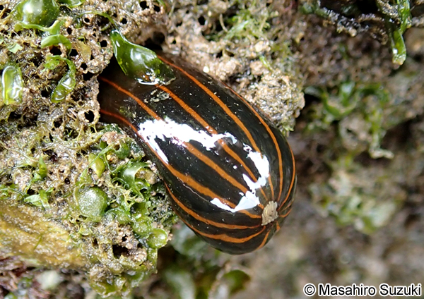 タテジマイソギンチャク Diadumene lineata