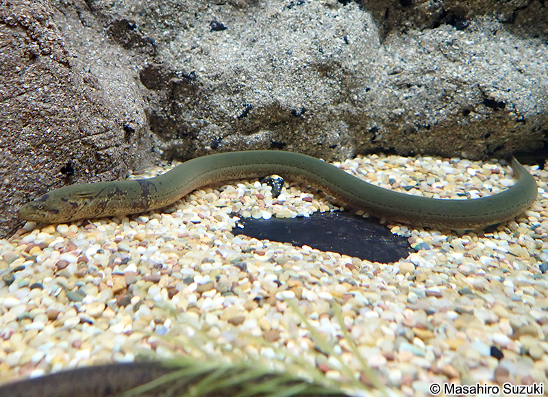 タウナギ属の1種 Monopterus sp.