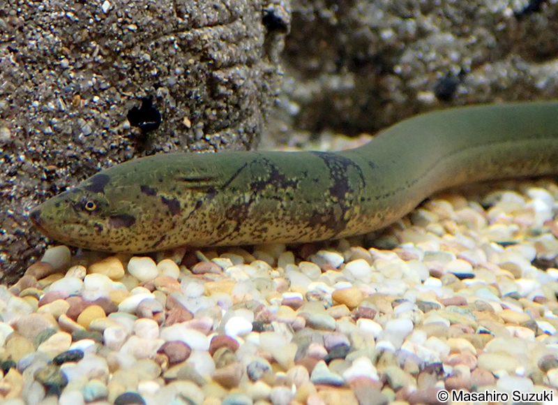 タウナギ属の1種 Monopterus sp.