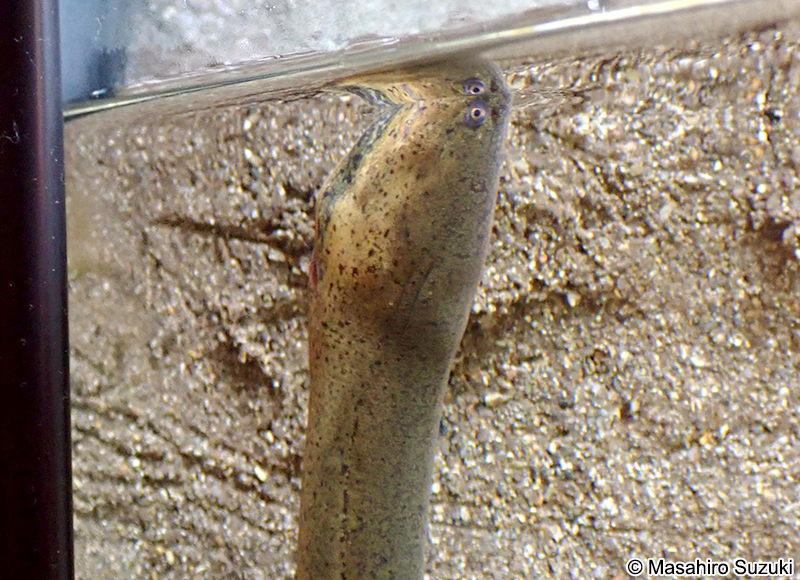 タウナギ属の1種 Monopterus sp.