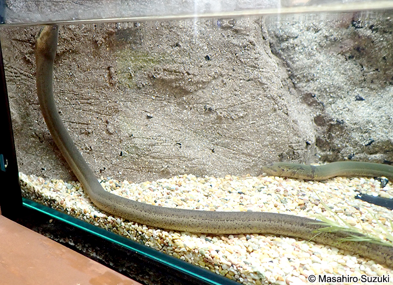 タウナギ属の1種 Monopterus sp.