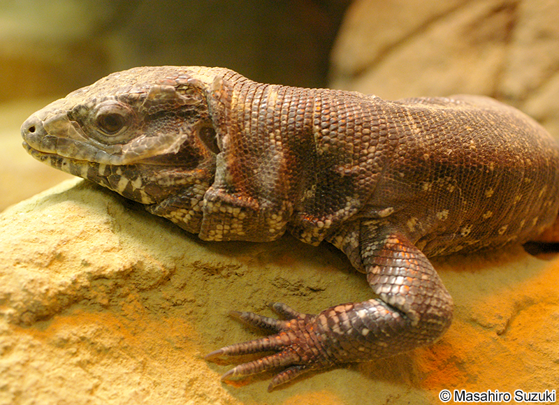 テグー Tupinambis teguixin